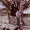 Cistanche deserticola Cistanche deserticola